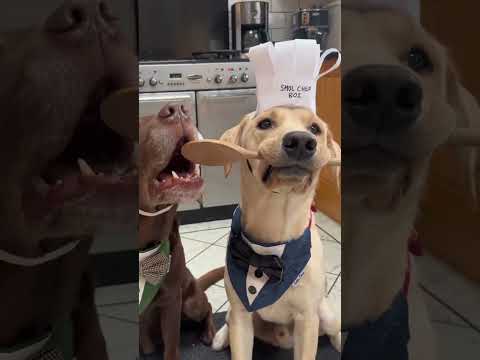 How did that happen 😲 happy 3rd birthday baby tato! #dog #dankojones #pets #puppy #petlover#trending