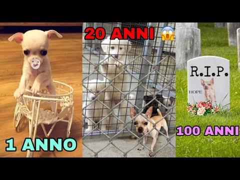 OUR DOG LIVES 100 YEARS IN ONE DAY! HE'S NOW OLD!! *life simulator*