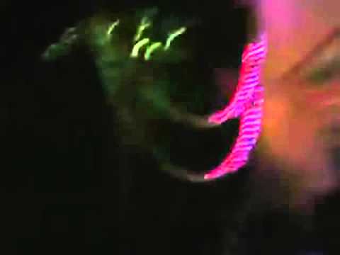 CAPUT MORTUM LA CASA DE LA RISA EN VIVO SAN LUIS POTOSI, PLAZA DEL CARMEN