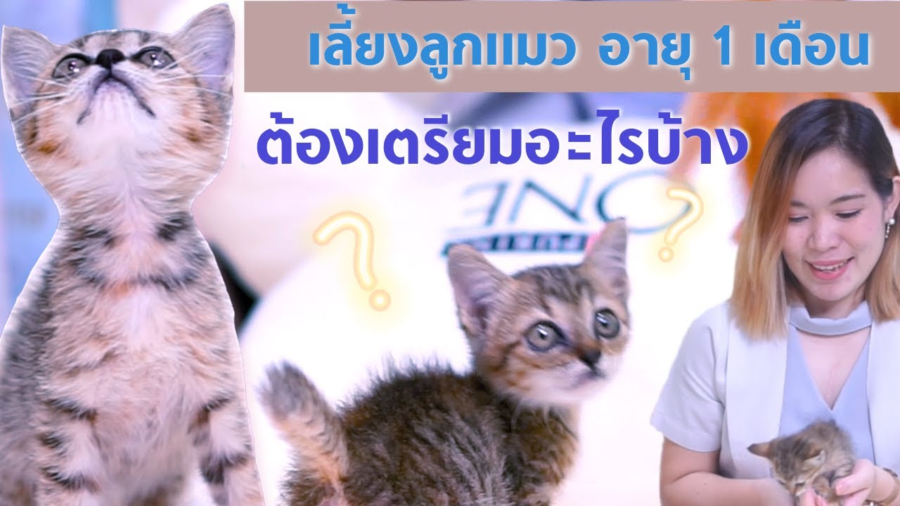 สรุปครบจบ! อุปกรณ์เลี้ยงลูกแมวที่ทาสมือใหม่ต้องมี จากหมอสีวา Sasi Cat Craft