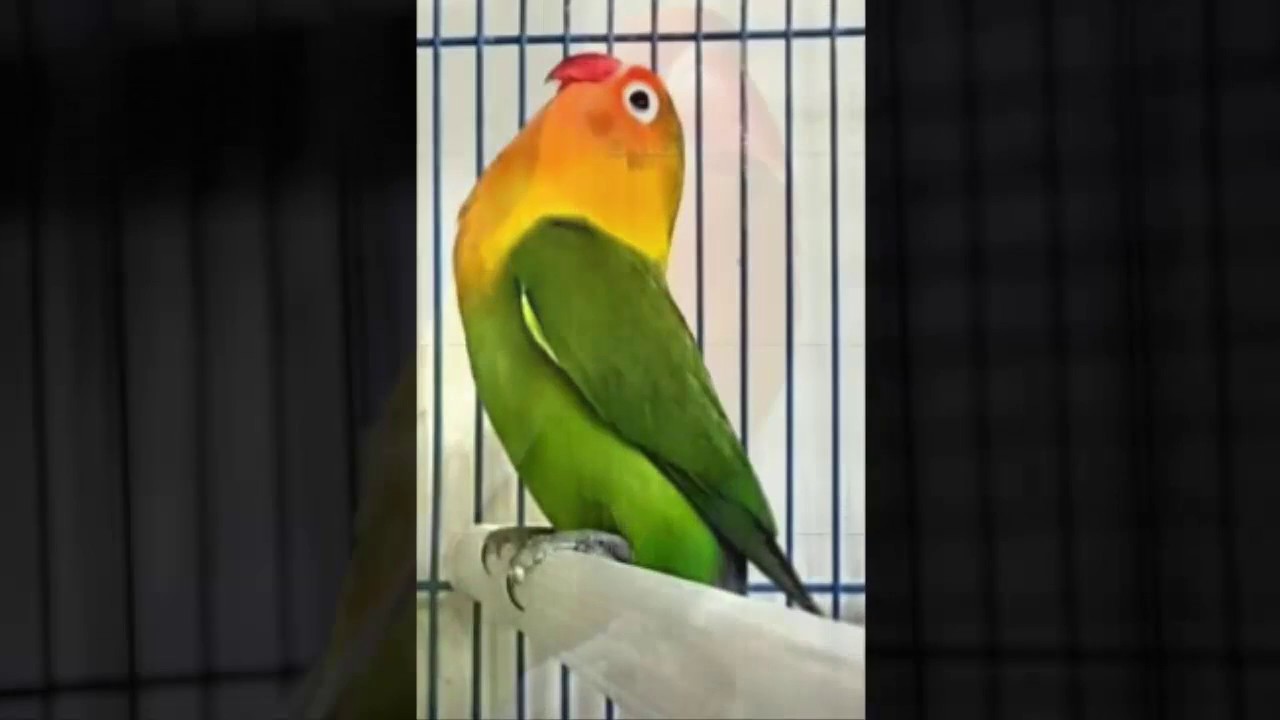 Suara Lovebird Ngetik Panjang MP3