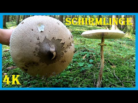 🍄 Schirmlingspilze im Grünstreifen 🍄 Parasolpilz und andere Riesenschirmlinge 🍄🍄 Pilze sammeln