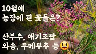 10월에 농장에 핀 꽃들은?