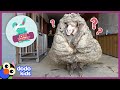 All Better — Watch This Sheep Get 80 POUNDS Of Wool Shaved Off! | All Better | Dodo Kids