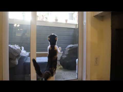 Can the cat climb a screen door?