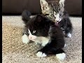 10 Week Old Tuxedo And Tabby Baby Kittens Play Fighting