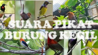 Download lagu SUARA PIKAT SEMUA BURUNG KECIL DI JAMIN AMPUH KEMA... mp3