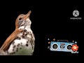 Harry The Bunny Radio BabyFirst Learn ABC S Colors Shapes And More