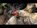 Territorial Fight Strawberry Poison Dart Frog Oophaga Pumilio La Selva Costa Rica