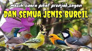 Download lagu Suara Pikat Prenjak,Sogon Dan Semua jenis Burcil Paling Asoy mp3