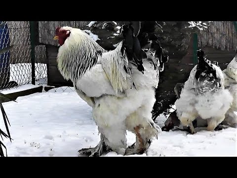 kis kakasok erekció nélkül