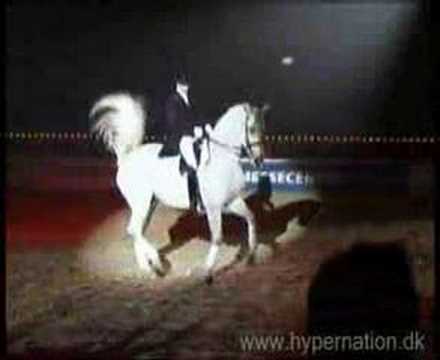 Andreas Helgstrand - Hingstekåring 2007