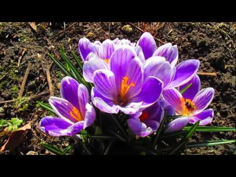 Pszczoły na krokusach.