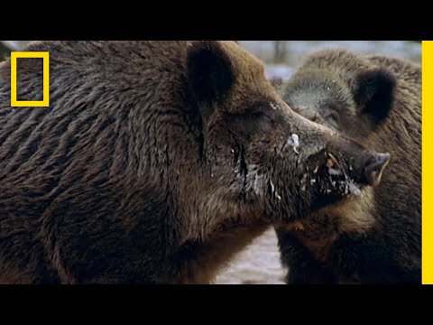 ライオンかイノシシか?研究者は明確な判断を下す