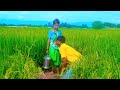 धान माँ मच्छरी New Bhojpuri Song New Hindi Song Kamlesh Radha Comedy Video H