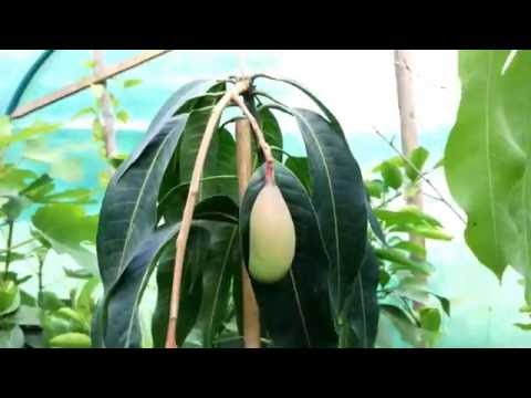 Rundgang durch das Gewächshaus / Blüten / Früchte / 09.07.2016