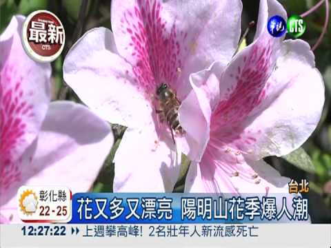 吉野櫻綻放! 陽明山花季爆人潮