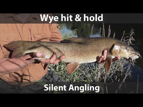 Barbel rigs for river fishing UK - river Wye - touch ledgering - silent angling