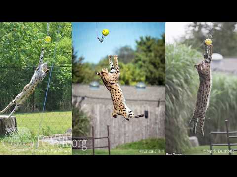 Servals Are Not Meant to be Pets: Tiger Tuesday at Turpentine Creek Wildlife Refuge