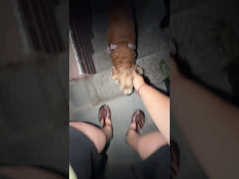 შეხვედრა 2 თვის შემდეგ - დორისთან 🥹🐶