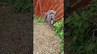 Download lagu Majestic Mastino mp3