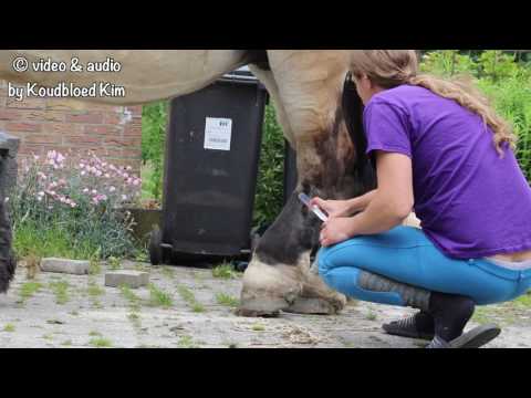 YouTube video about: How to treat cpl in horses?
