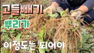고들빼기는 뿌리가 커야!!  고들빼기 김치 하려고
