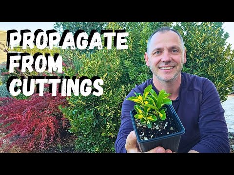 How to propagate Euonymus Japonicus from cuttings!
