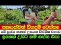 A Zero Cost Farming Miracle The Astonishing Crop That Prints Money