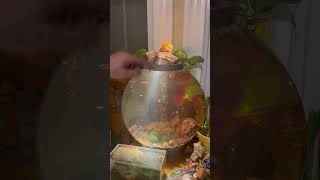 Adding in Life & Native (invasive) Plants to my Sphere Aquarium! #aquarium #fish #aquaticplants