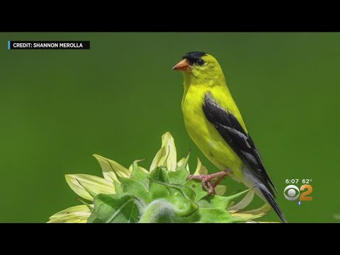 Nj Rare Bird Alert
