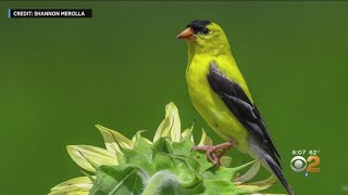 New Jersey State Bird Endangered By Climate Change
