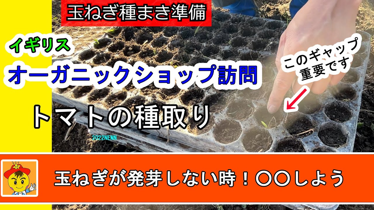 玉ねぎの種まきとトマトの自家採種