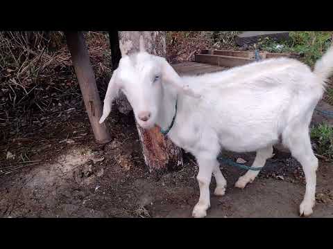 Rotina de Trabalho Com Galinhas E Cabra