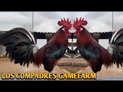 Claret Grey Sweater - LOS COMPADRES FARM