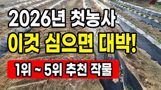2026년 첫번째로 심으면 대박일 작물 1위 ~ 5위