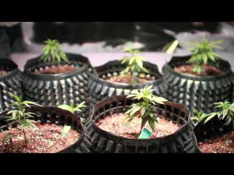Modern Growers: Grow Along Week 1- Kind LED Grow Lights