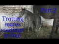 Trotting Mares Continue To Foal Part 2