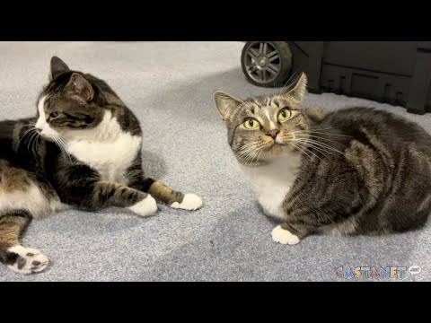 Bonded cats give double the love - YouTube