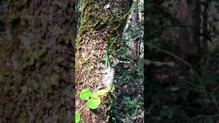 Wild orchids | Angraecum &amp; Cyrtorchis | coming soon