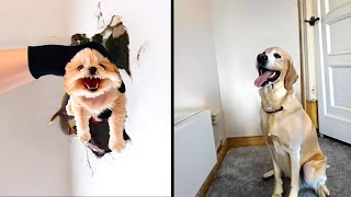 Dog Stares At Wall For Days, So Dad Sets Up a Hidden Camera