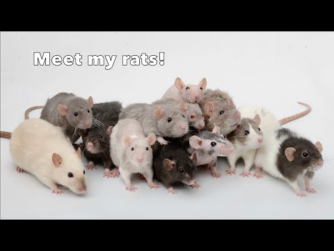Meet ALL of my rats - 2024 Update!