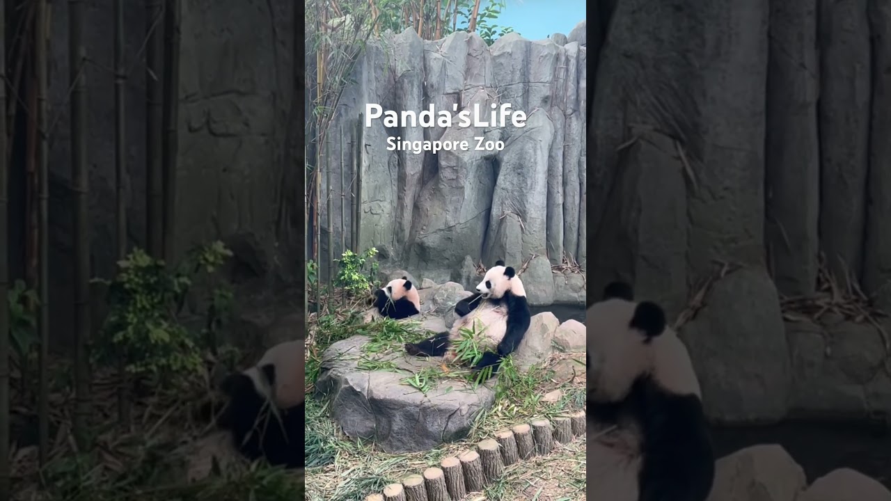 YouTube Short thumbnail