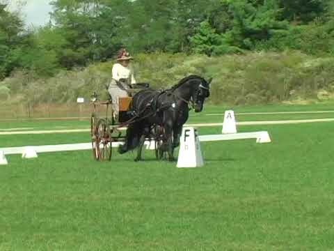 FOR SALE Helmi ( Jasper 366 x Leffert)  2000 Ster Friesian Mare