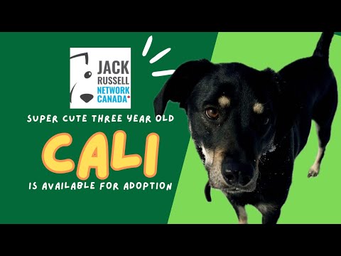 Cali, an adopted Labrador Retriever Mix in Toronto, ON_image-1