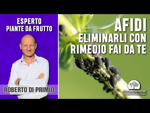 A quale dottore rivolgersi a lyambliya ad adulti Come fare economie da rimedi di gente di vermi