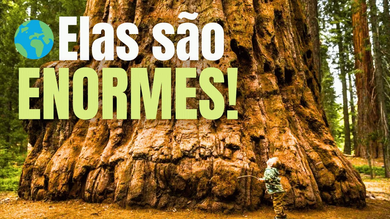 Se surpreenda com as 15 maiores árvores do mundo!