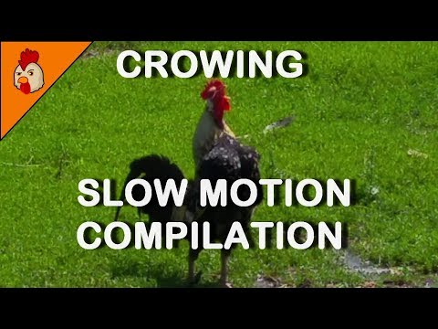 Funny Slow Motion Rooster Crowing Compilation