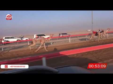 ش 13 (شان) لـ سالم متعرض العفاري 2:13:94 , شارة الصندوق 2026/06/13 فطامين الوقن    