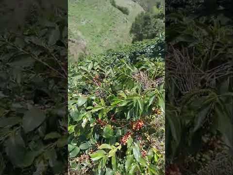 concordia en plena cosecha #café #automobile #antioquiacolombia #cafeide #turismo /@